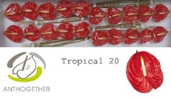 Anthurium Tropical 9cm Hd