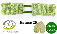 Anthurium Extase 9cm Hd
