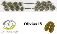 Anthurium Olivius 7cm Hd