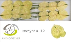 Anthurium Marysia Antique 13cm Hd