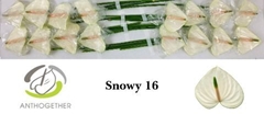 Anthurium Snowy 11cm Hd