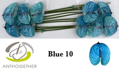 Anthurium Painted Blue 15cm Hd
