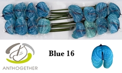 Anthurium Painted Blue 11cm Hd