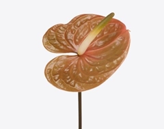 Anthurium Prestige 11cm Hd