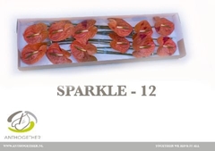 Anthurium Sparkle 13cm Hd