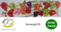 Anthurium Mix 4 Colours 9cm Hd