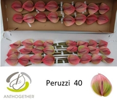 Anthurium Peruzzi 11cm Hd
