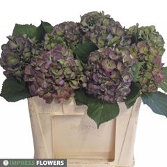 Hydrangea Elbtal Classic 50cm 13-15cm Hd