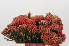 Brunia Laevis Red 40cm