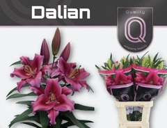 Lily Oriental Dalian 95cm 4+