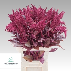Amaranthus Cruentus Velvet 100cm