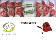 Anthurium Red Amor 13cm Hd