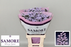 Limonium Sinuatum Donau Birds 70cm 50gr.