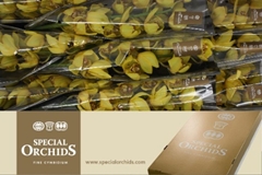 Cymbidium Classic 60cm
