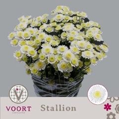 Chrysanth Spray Stallion 70cm 80gr.
