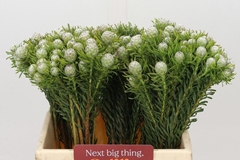 Leucadendron Spray Ayoba Jade Pearl 40cm