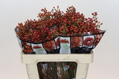 Rosa Autumn Rosefruits 55cm