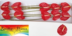Anthurium Tropical 15cm Hd