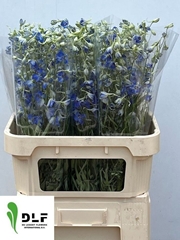 Delphinium Single Volkerfrieden 80cm