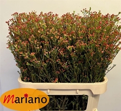Chamelaucium Blondie 80cm 50gr.