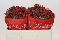 Hypericum Red Light Romance 50cm