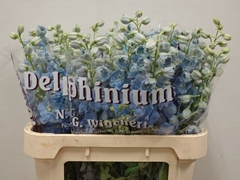 Delphinium Double Dewi Boy 80cm