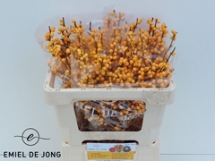 Ilex Verticillata Golden Verboom 50cm