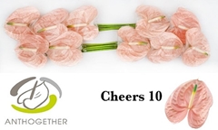 Anthurium Cheers 15cm Hd