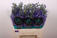 Delphinium Double Guardian Blue 60cm