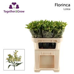 Alstroemeria Florinca Lolea 70cm