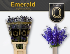 Delphinium Double Delphis Emerald 100cm