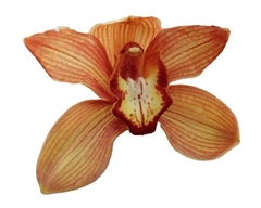 Cymbidium Oranje Holland 80cm