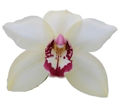Cymbidium Ivory 80cm