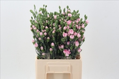 Dianthus Spray Athena 65cm