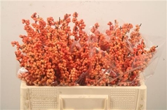 Ilex Verticillata Winter Gold 50cm