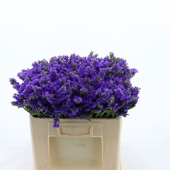 Limonium Sinuatum Levis Wings 50cm 20gr.