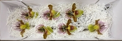 Paphiopedilum American Cultivars 15cm