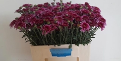 Chrysanth Spray Beppie Purper 55cm 45gr.