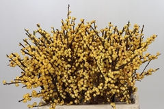 Ilex Verticillata Magical Citronella 60cm