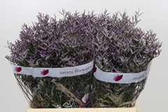 Limonium Safora Lilac 60cm 25gr.