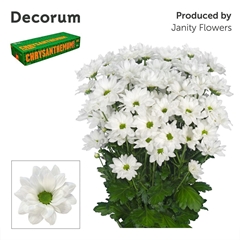 Chrysanth Spray Caroline 70cm 95gr.