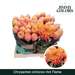 Chrysanth Single Painted Antonov Hot Flame 70cm 110gr.