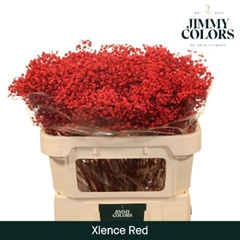 Gypsophila Painted Xlence Red 70cm 20gr.
