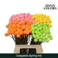Craspedia Painted Spring Mix 60cm