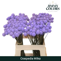 Craspedia Painted Milka 60cm