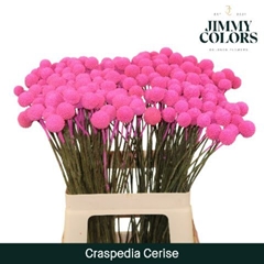 Craspedia Painted Cerise 60cm