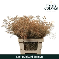 Limonium Painted Beltaard Salmon 70cm 30gr.