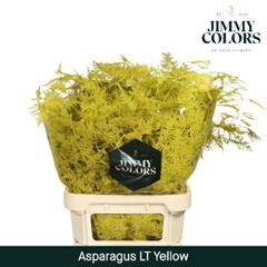 Asparagus Setaceus Painted Yellow 80cm