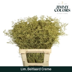 Limonium Painted Beltaard Cream 70cm 30gr.