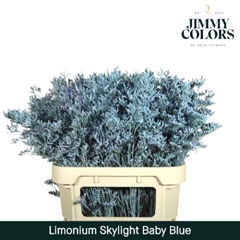 Limonium Painted Skylight Light Blue 80cm 30gr.
